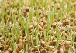 pshenica 250x175 - Правильное питание - ростки пшеницы